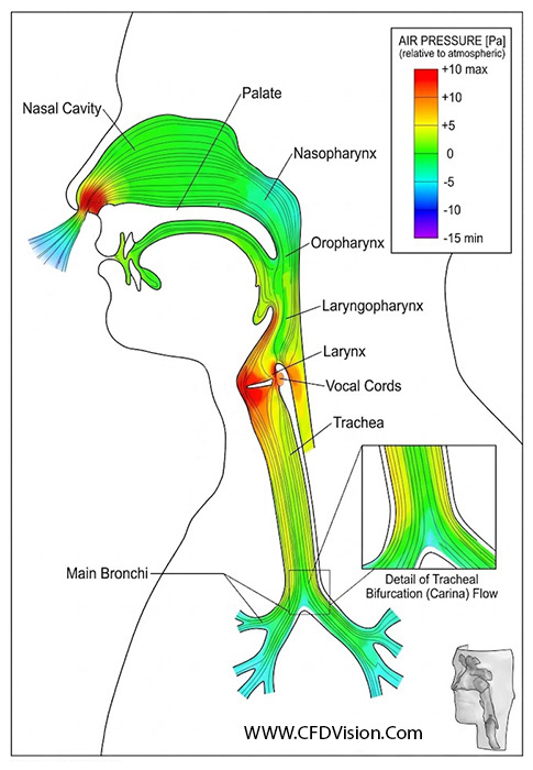 Biomedical CFD Application- CFD Analysis of inhalation flow and pressure in human airway